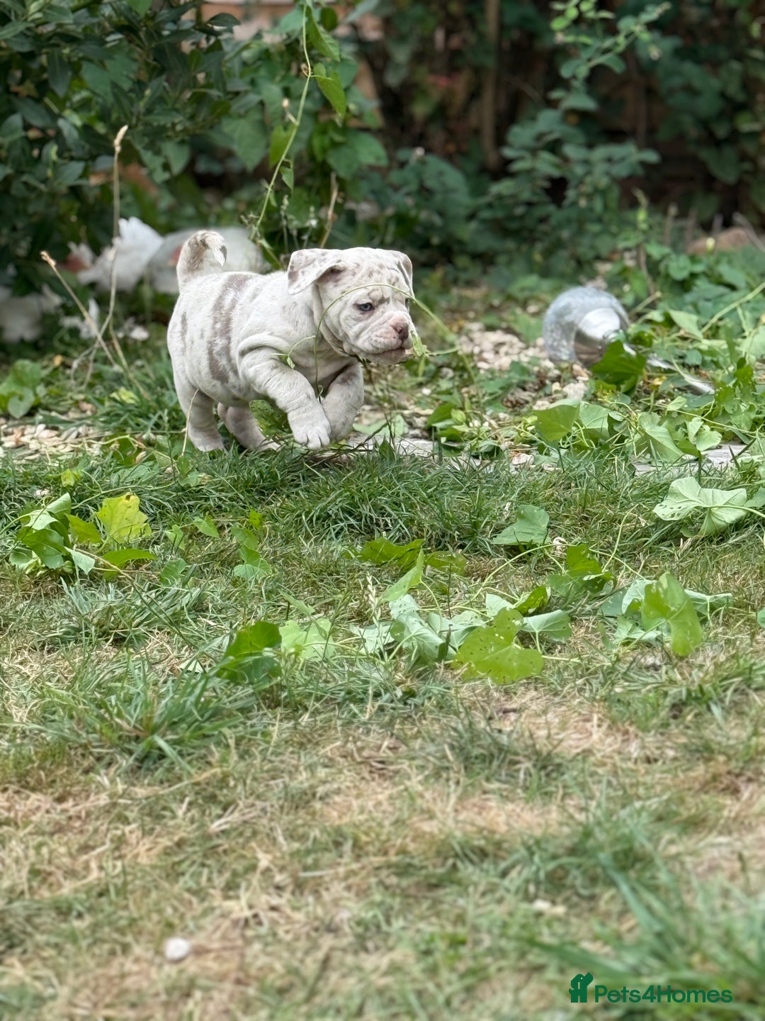 Mixed Breed dogs for sale: Beautiful lilac cane Corso x bulldog pups  - Image 20