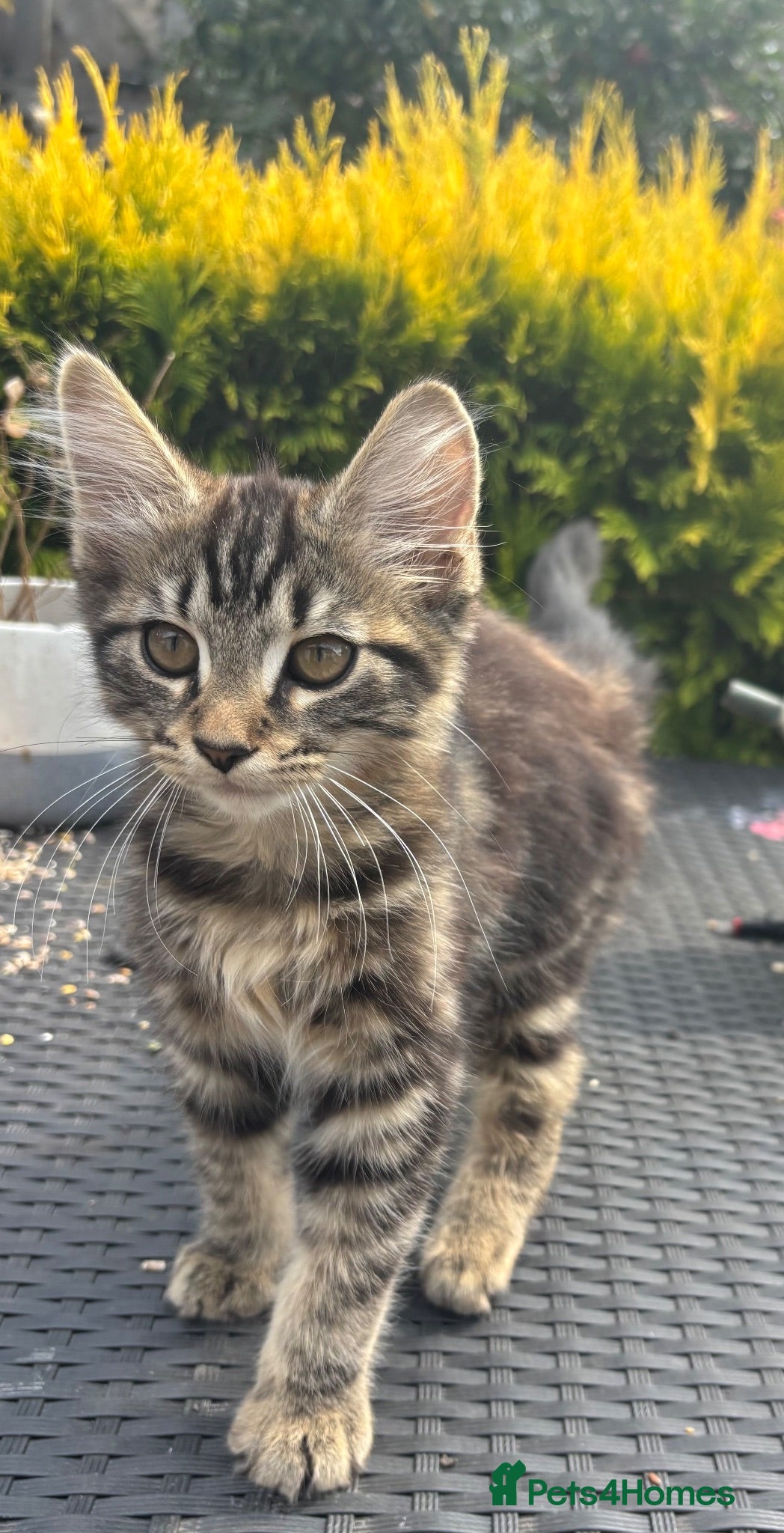 British Longhair cats Beautiful longhair tabby kittens - Advert 5