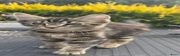 British Longhair cats for sale: Beautiful longhair tabby kittens - Advert 1