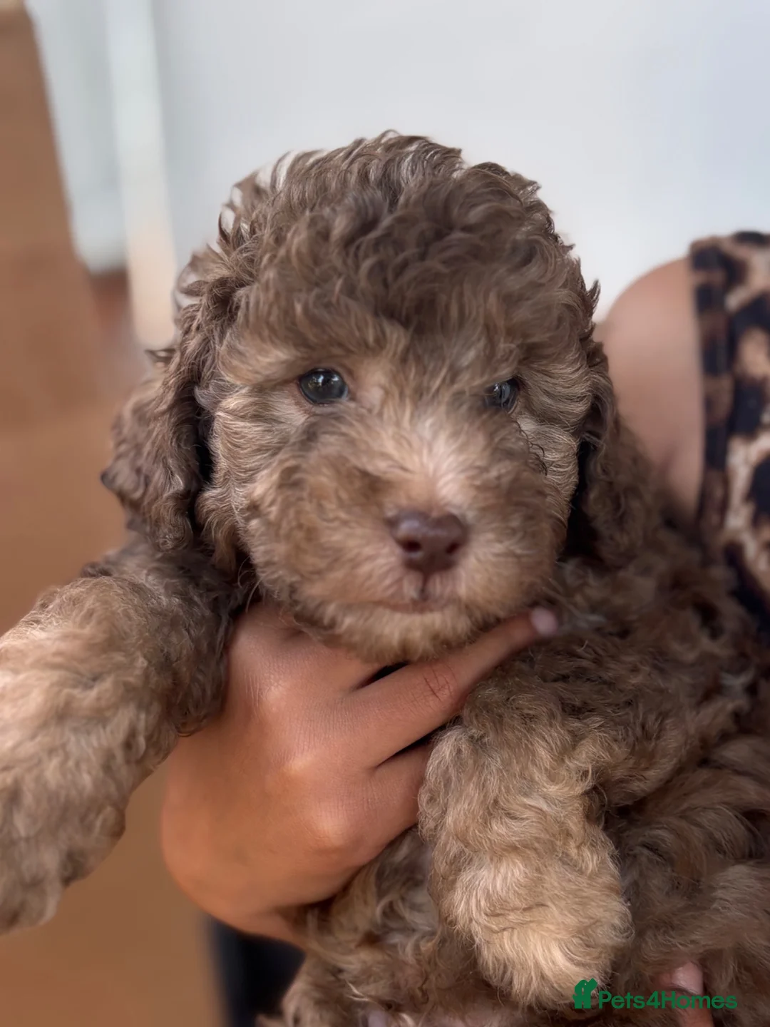 Cockapoo dogs for sale: Beautiful Mini F1B cockapoo puppies - Advert 1