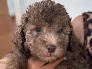 Cockapoo dogs Beautiful Mini F1B cockapoo puppies - Advert 1