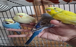 Budgerigars birds for sale: Silly hand tamed baby budgies for sale  - Advert 4
