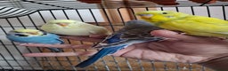 Budgerigars birds for sale: Silly hand tamed baby budgies for sale  - Advert 4