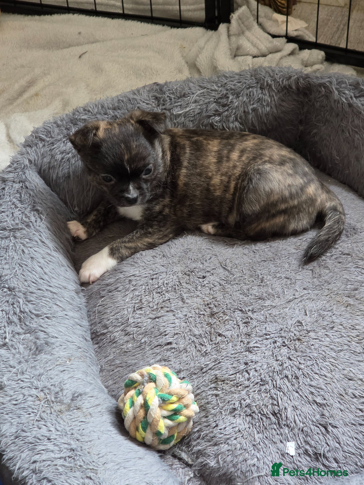 Chihuahua dogs RARE Brindle Chihuahua Puppies - Advert 1