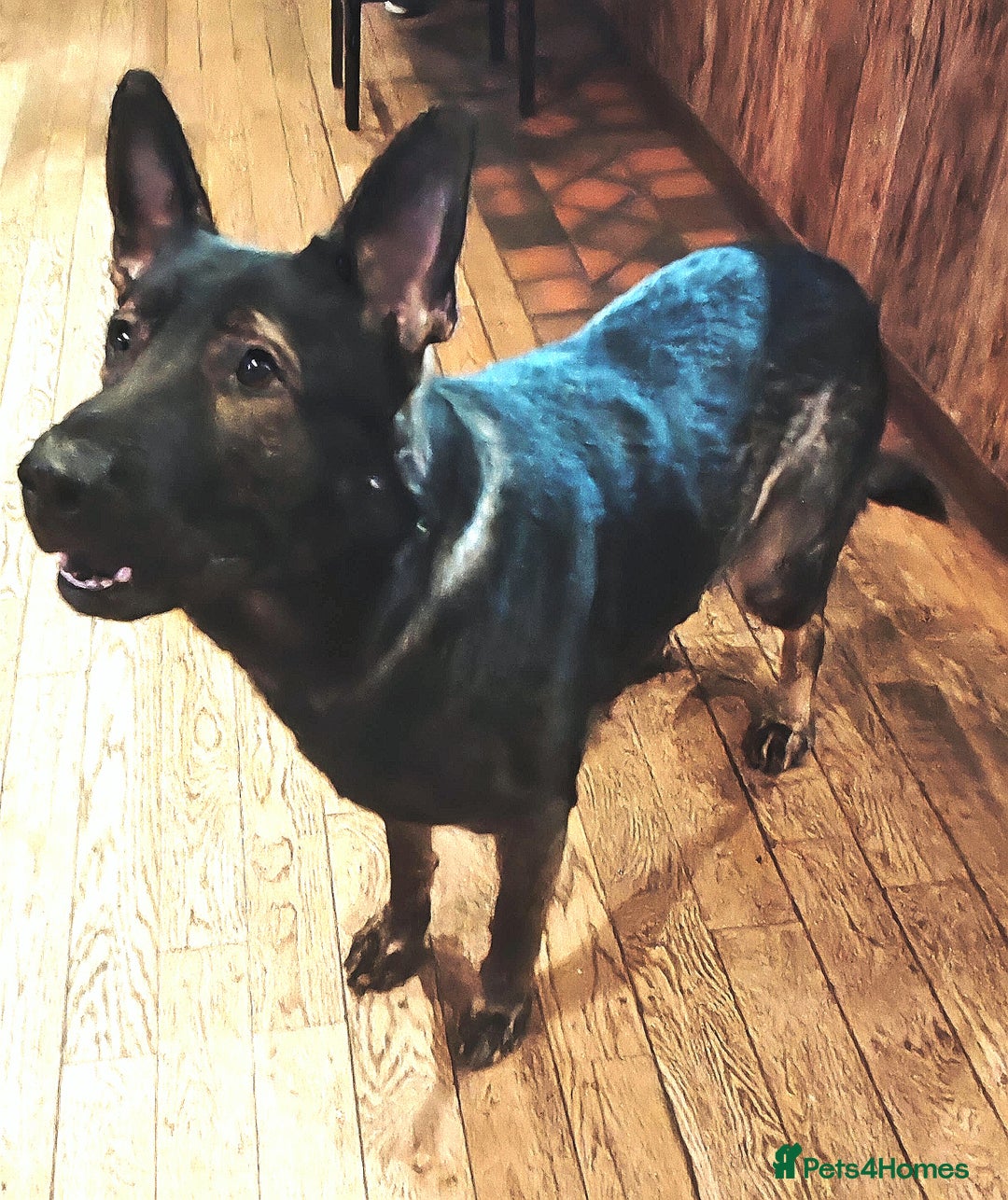 German Shepherd dogs for stud: KENSESQUI SIMBA (Simba) - Advert 3