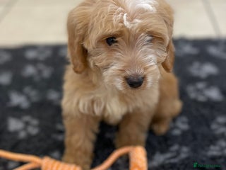 Cockapoo dogs 1 ADORABLE COCKAPOO GIRL LEFT - Advert 14