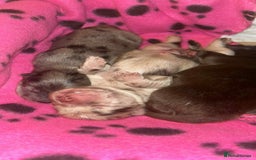 Chow Chow dogs for sale: Rare Chow chow puppies - Image 24