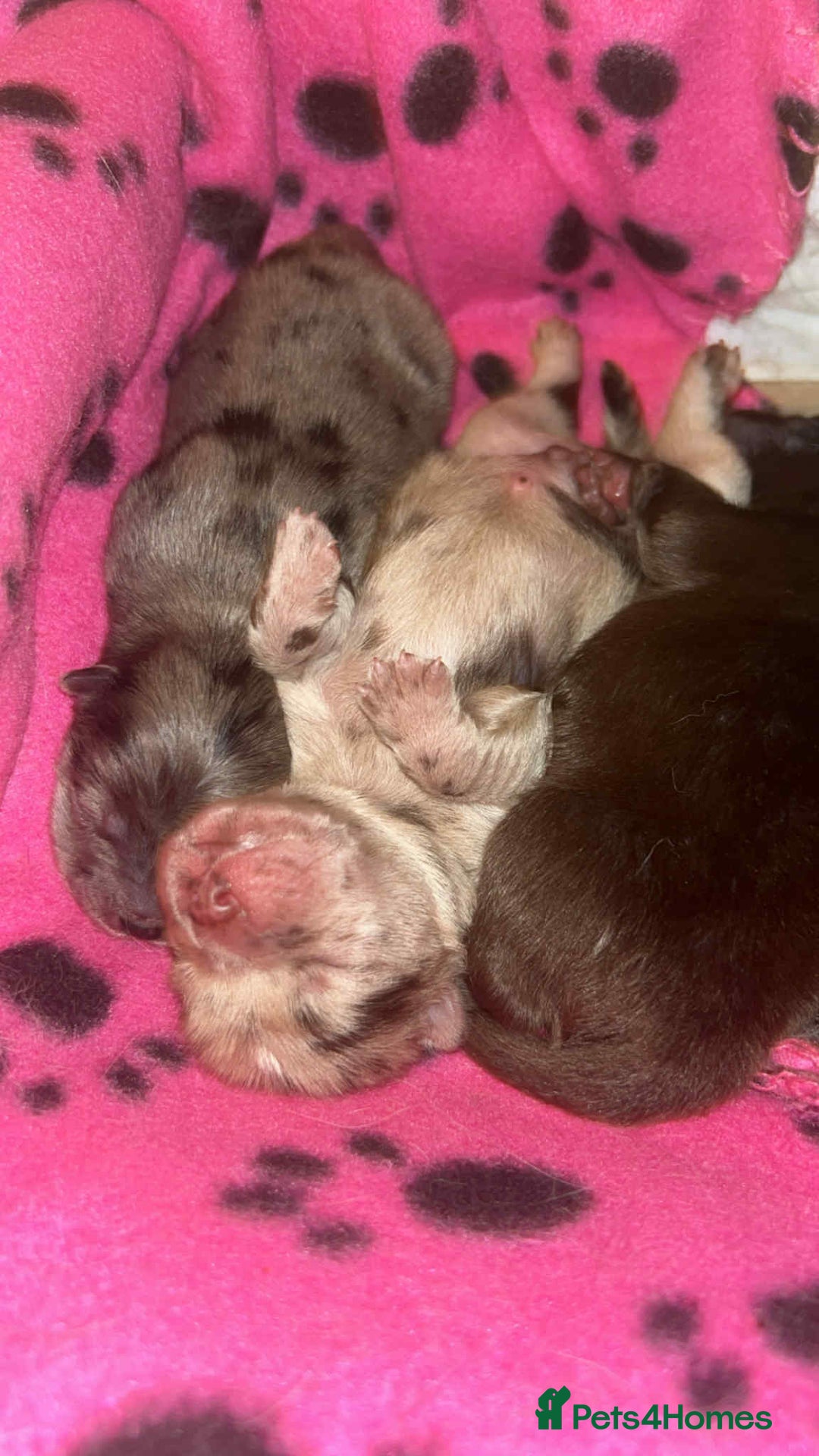 Chow Chow dogs for sale: Rare Chow chow puppies - Image 24