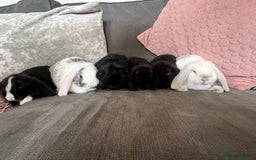 Mini Lop rabbits for sale: Beautiful mini lop rabbits for sale - Image 1