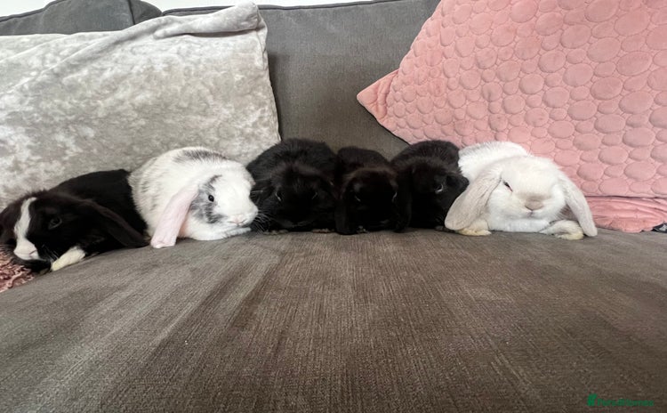Mini Lop rabbits - Advert 3