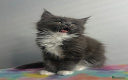 Maine Coon cats for sale: Beautiful Maine Coon x Ragdoll kittens 😻 - Image 3