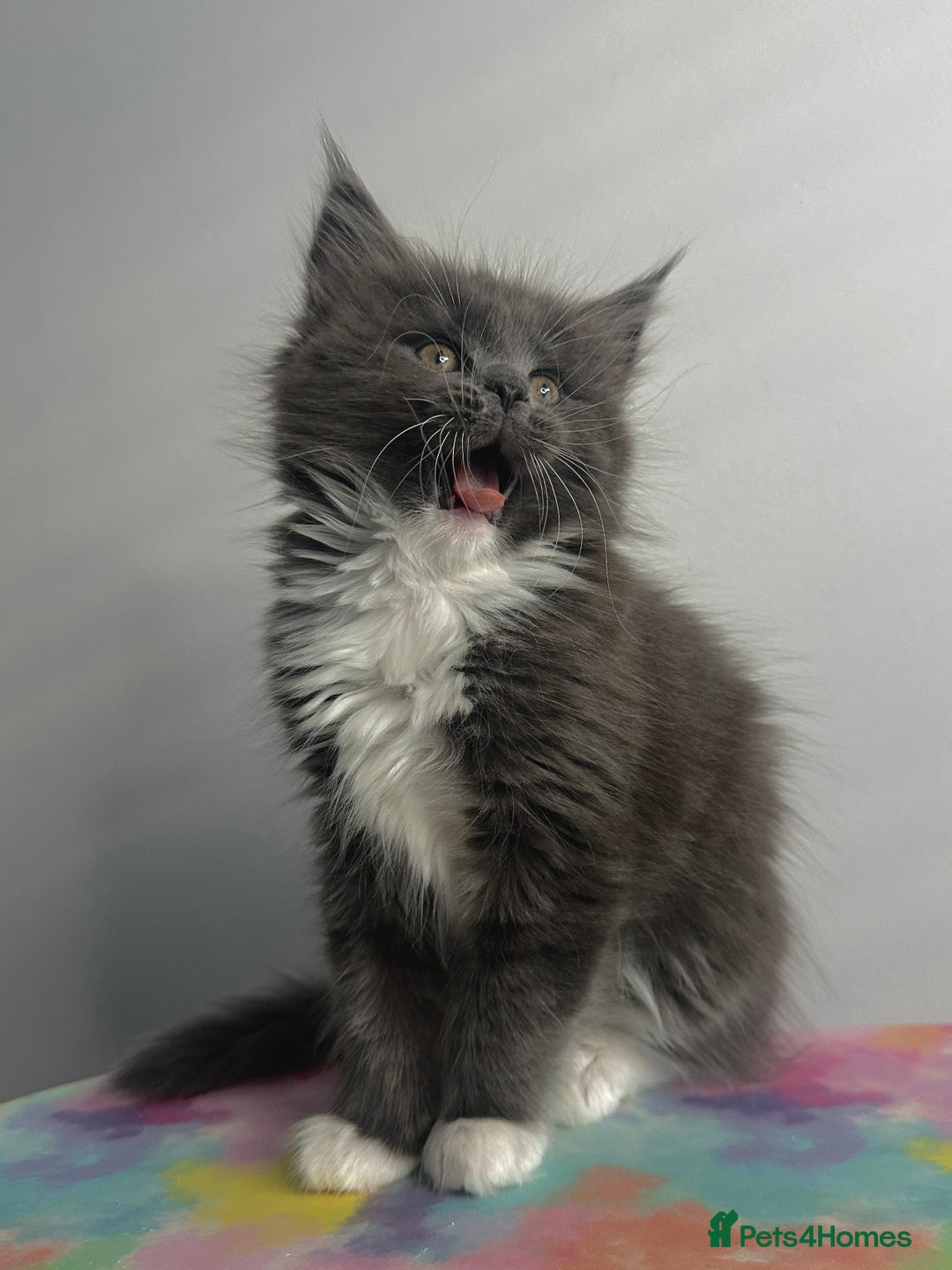 Maine Coon cats for sale: Beautiful Maine Coon x Ragdoll kittens 😻 - Image 3