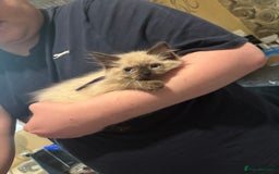 Ragdoll cats for sale: Beautiful Ragdoll kittens  - Image 4