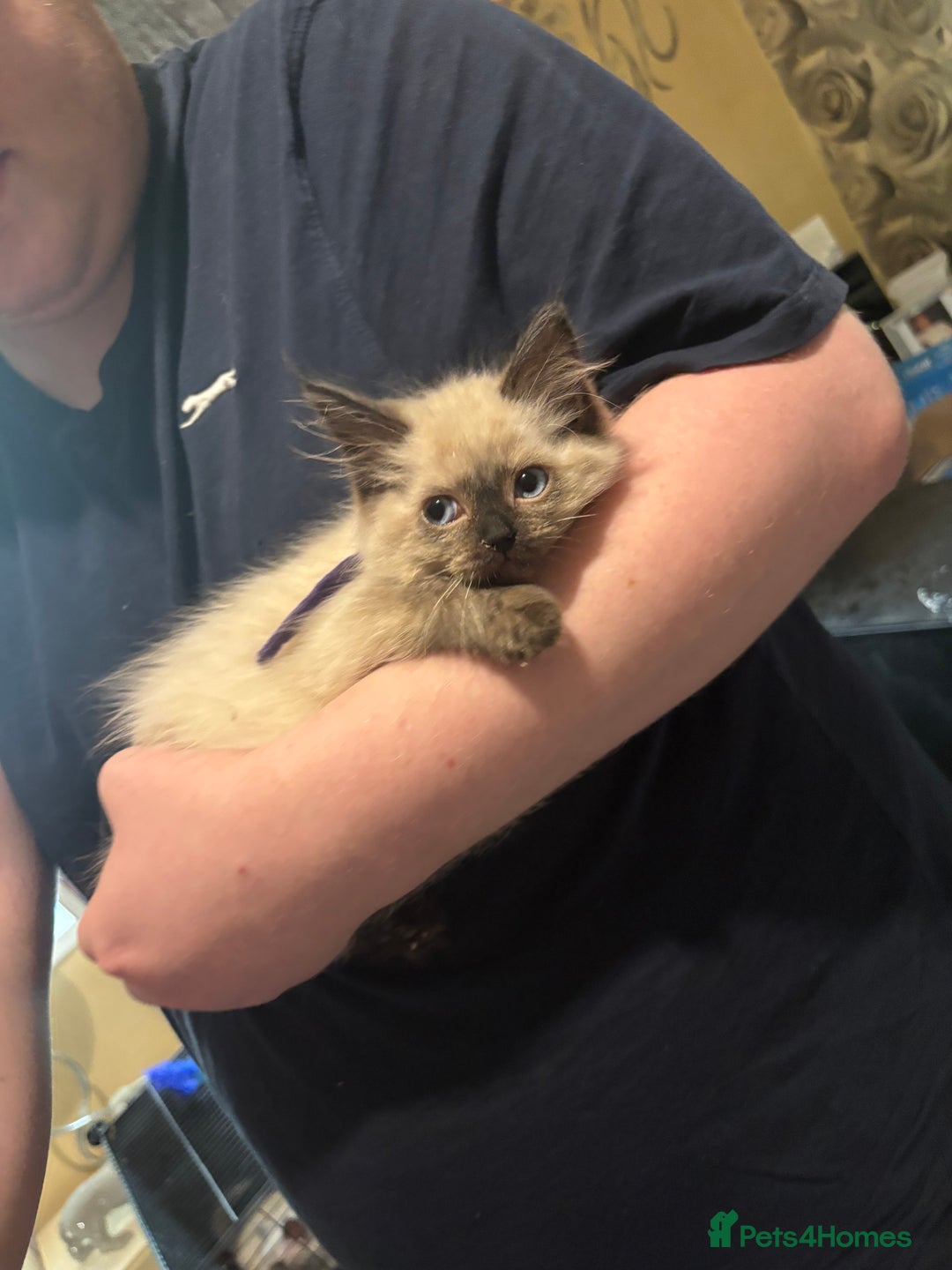 Ragdoll cats for sale: Beautiful Ragdoll kittens  - Image 4