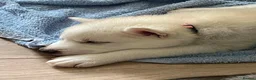Siberian Husky dogs for sale: Siberian husky pup's  in Sheffield - Advert 9