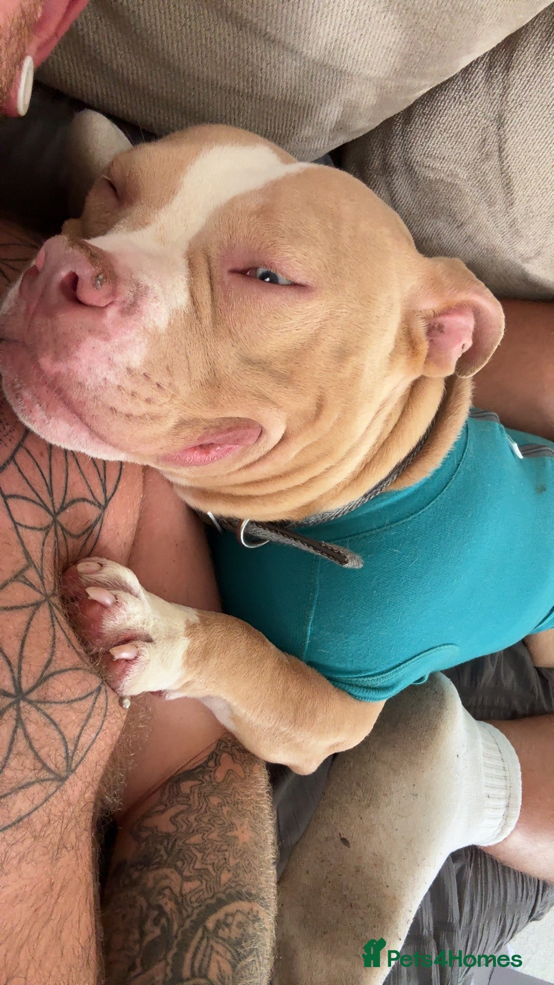 American Bulldog dogs for sale: Rehome - Advert 7