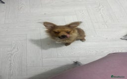 Pomeranian dogs for sale: Pomerian  - Image 4