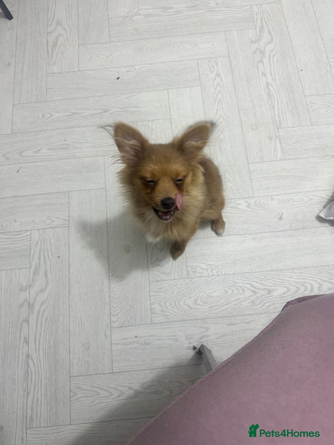 Pomeranian dogs for sale: Pomerian  - Image 4
