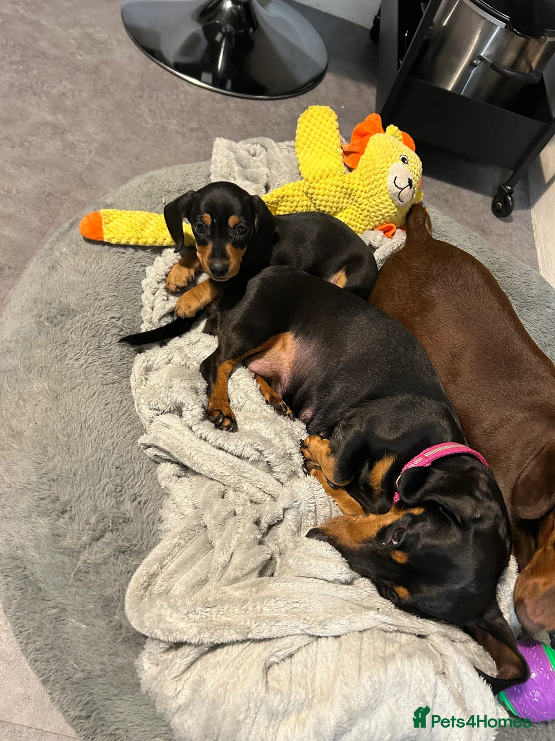 Miniature Dachshund dogs for sale: Kc reg miniature dachshund - Advert 5
