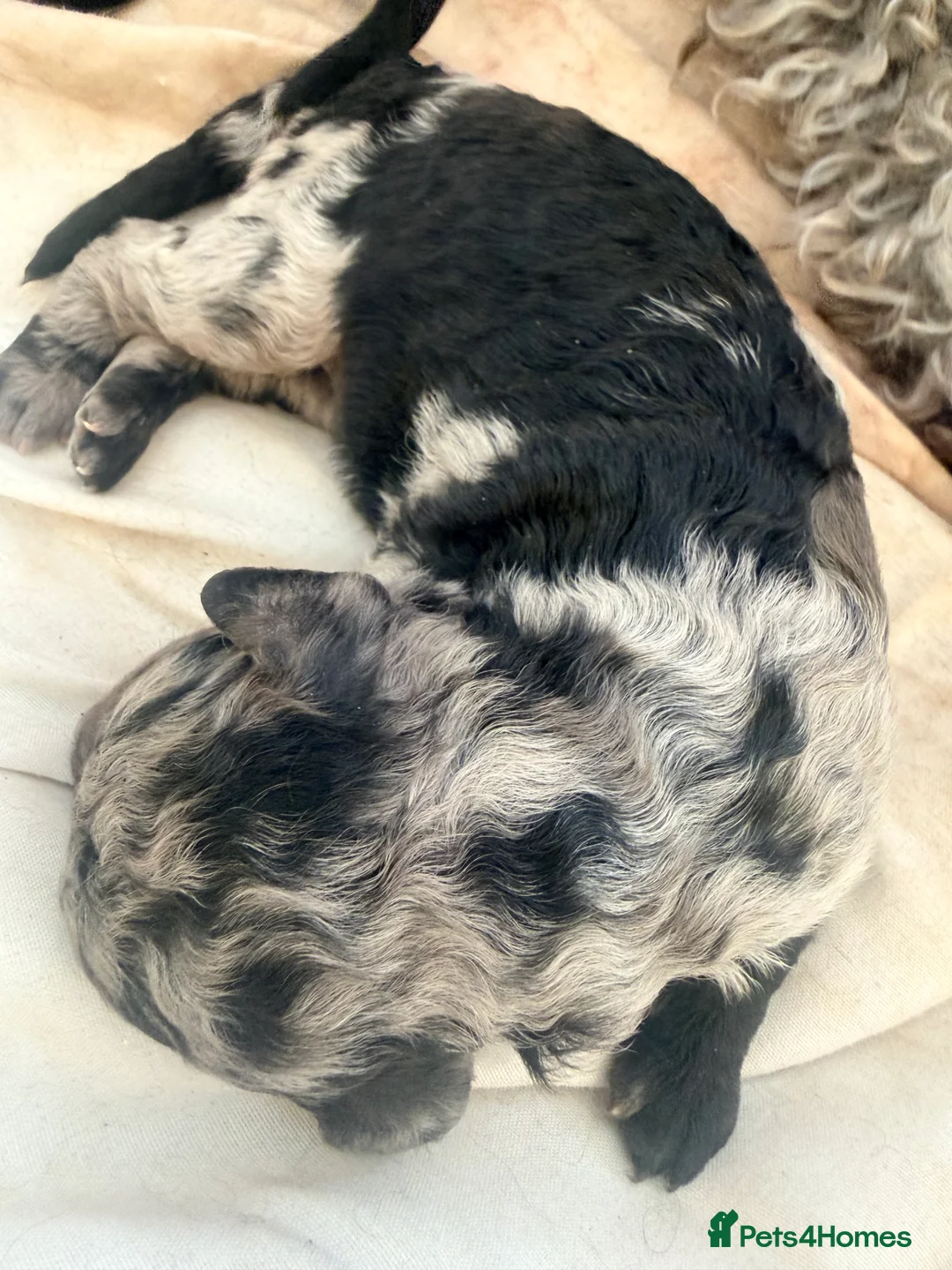 Miniature Poodle dogs for sale: Best quality Merle poodles  - Advert 1