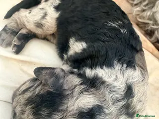 Miniature Poodle dogs Best quality Merle poodles - Advert 13