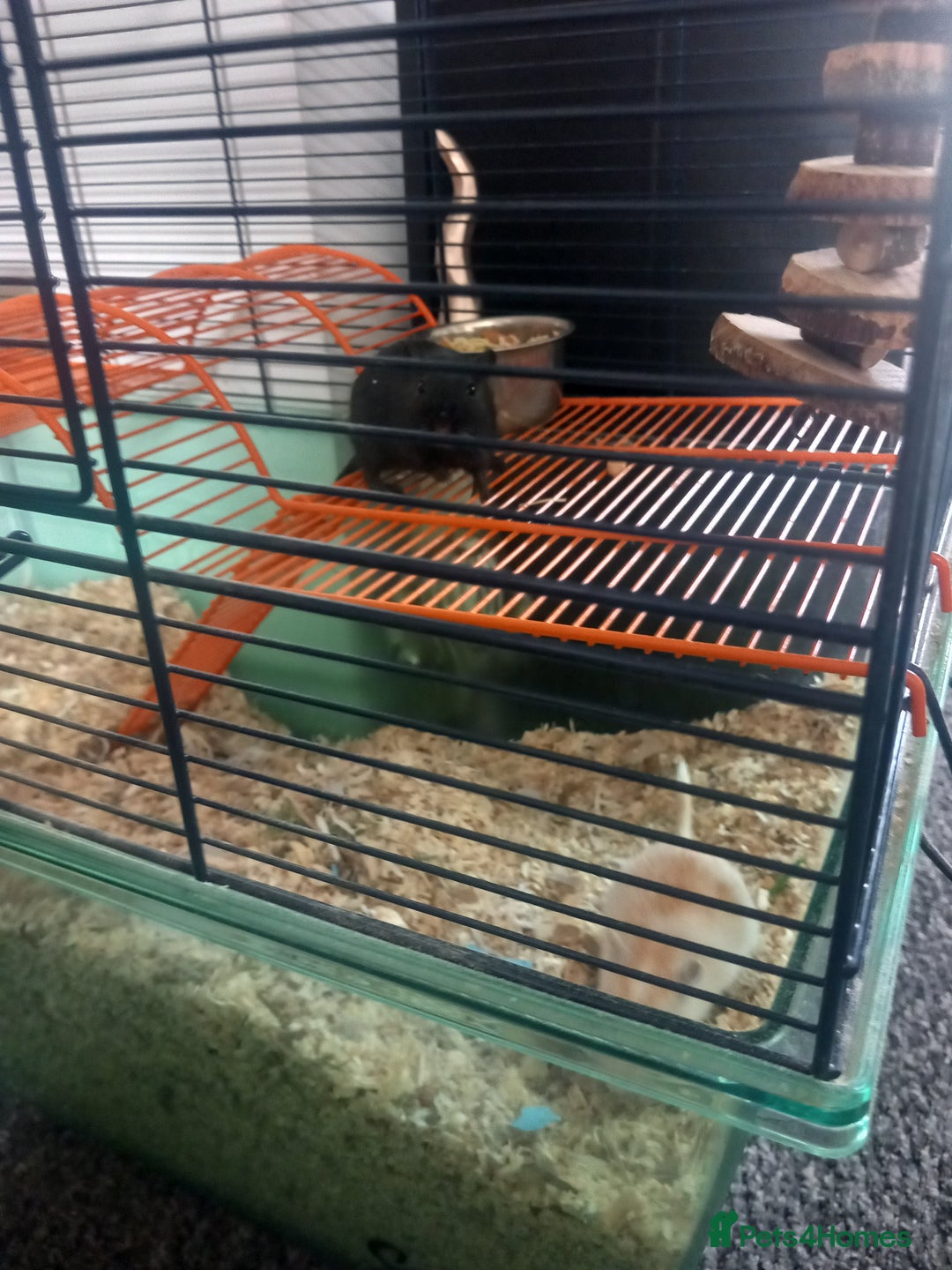Gerbil rodents for sale: Bonded pair of male gerbils - Image 2