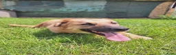 Mixed Breed dogs for adoption: Ruby for adoption!  in Brackley - Advert 7