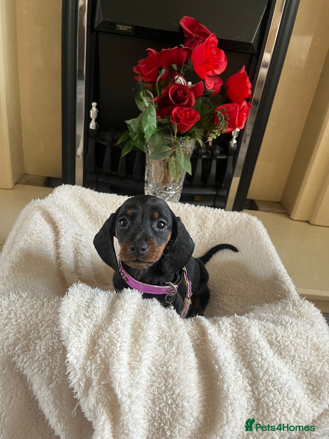 Dachshund dogs for sale: 5 puppies for sale - Image 3
