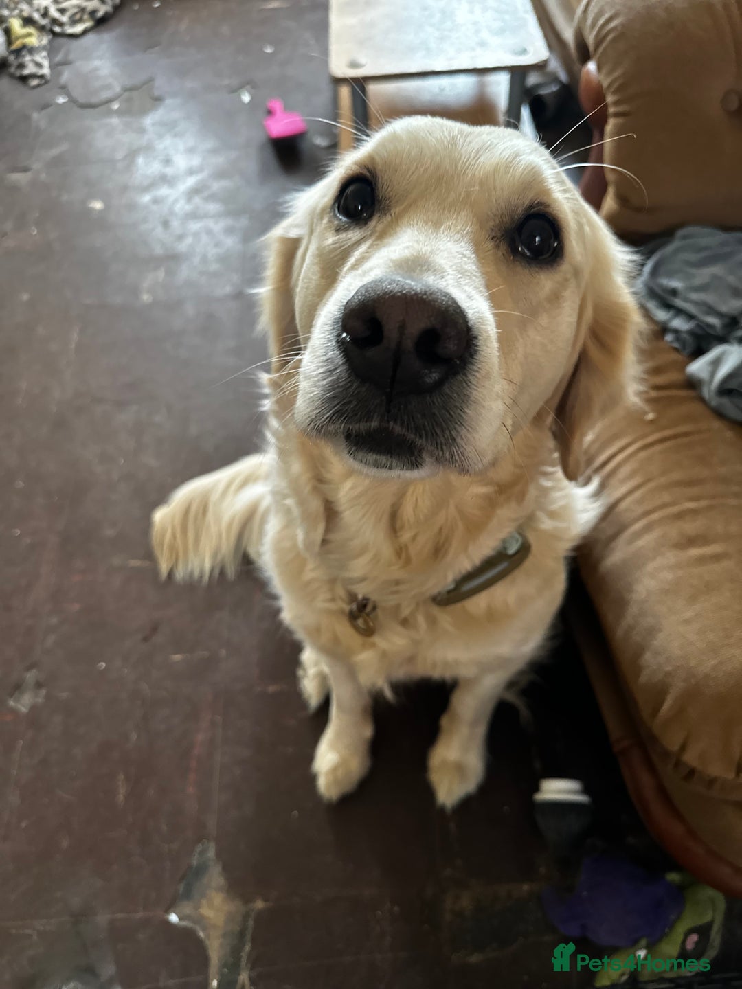 Golden Retriever dogs for sale: Sweet Golden Retriever - Image 5