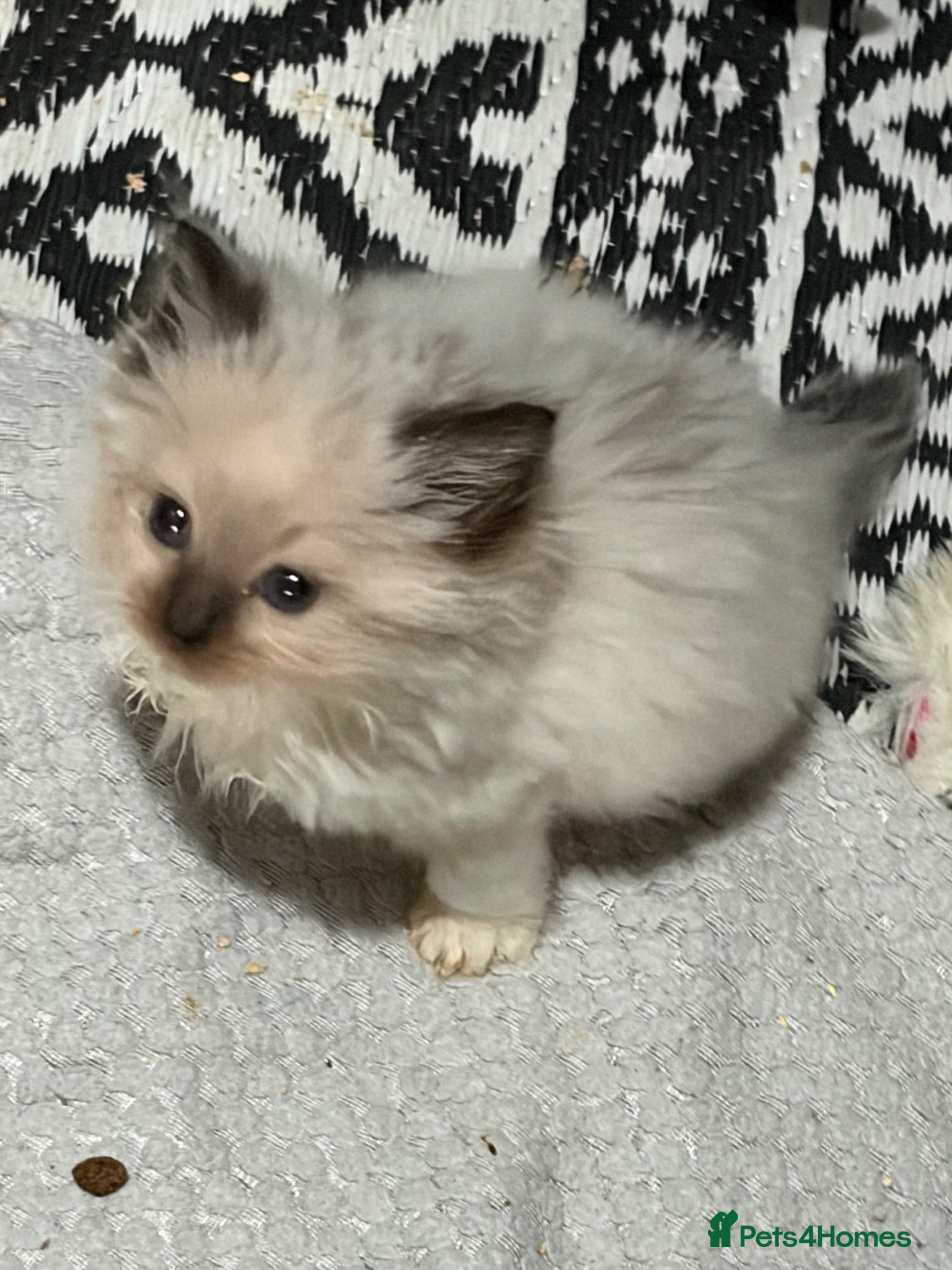 Ragdoll cats Amazing Pure ragdolls  - Advert 1