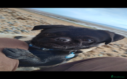 Pug dogs for stud: Fluffy pug for Stud - Image 3