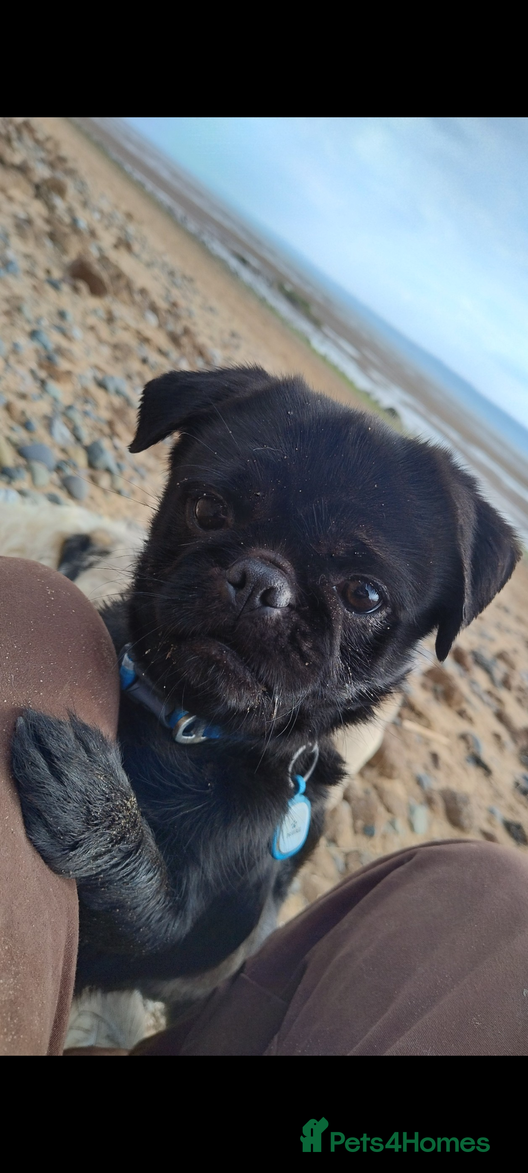 Pug dogs for stud: Fluffy pug for Stud - Image 3