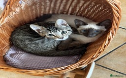 Siamese cats for sale: 2x 8 month old kittens - Siamese and BengalxTabby - Advert 5