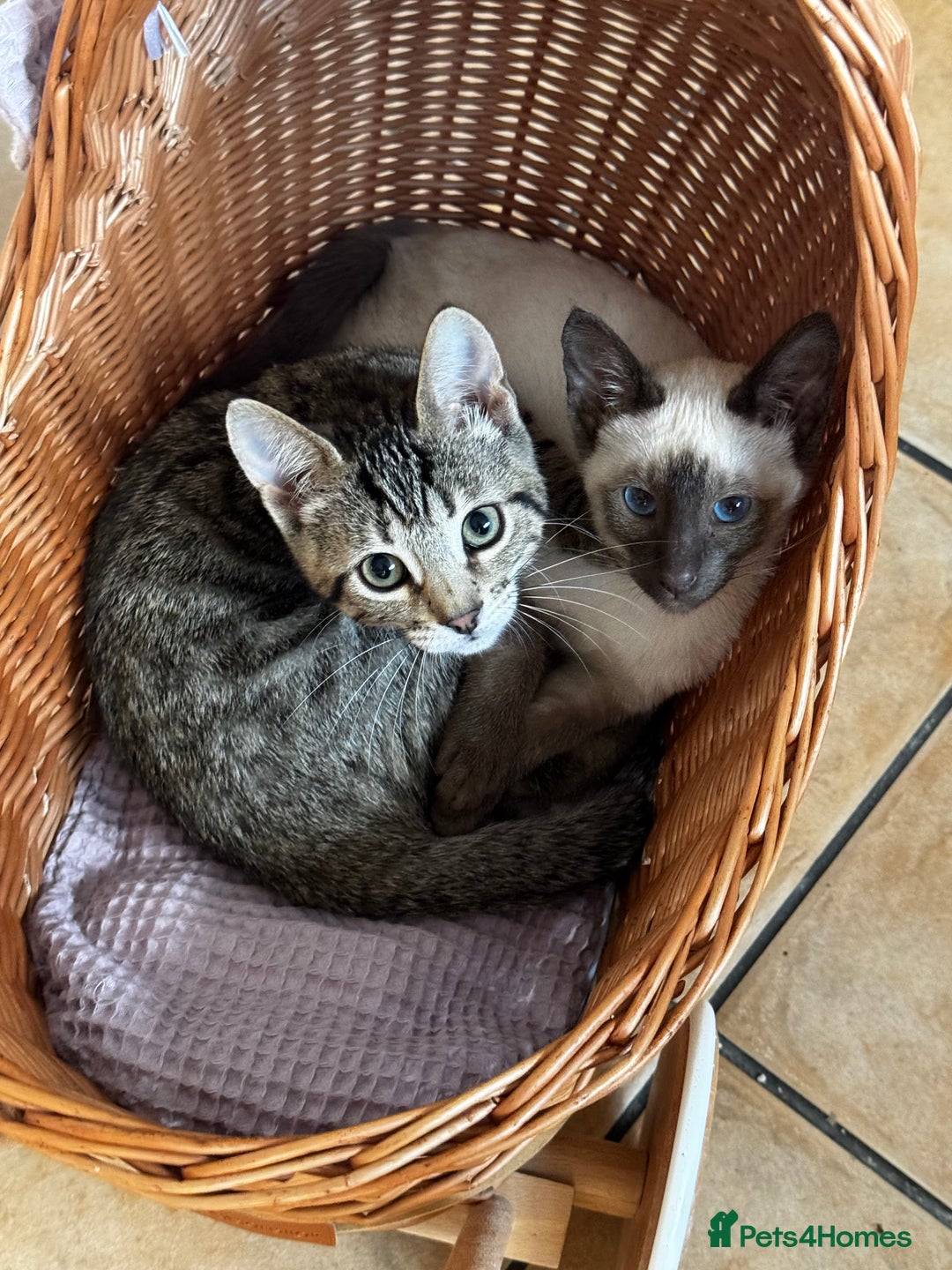 Siamese cats for sale: 2x 8 month old kittens - Siamese and BengalxTabby - Advert 5