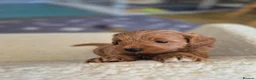 Maltipoo dogs for sale: 1 male red maltipoo  - Advert 5