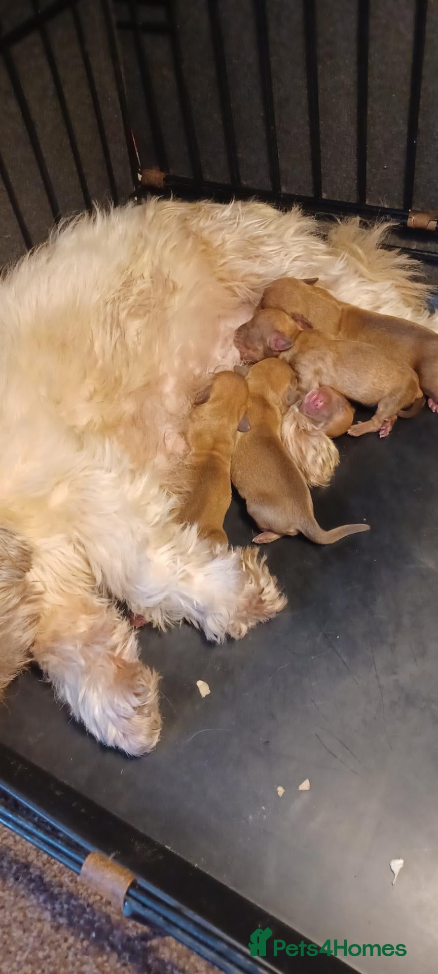 Mixed Breed dogs Imperial Shih Tzu x Mini Dachshund  - Advert 1