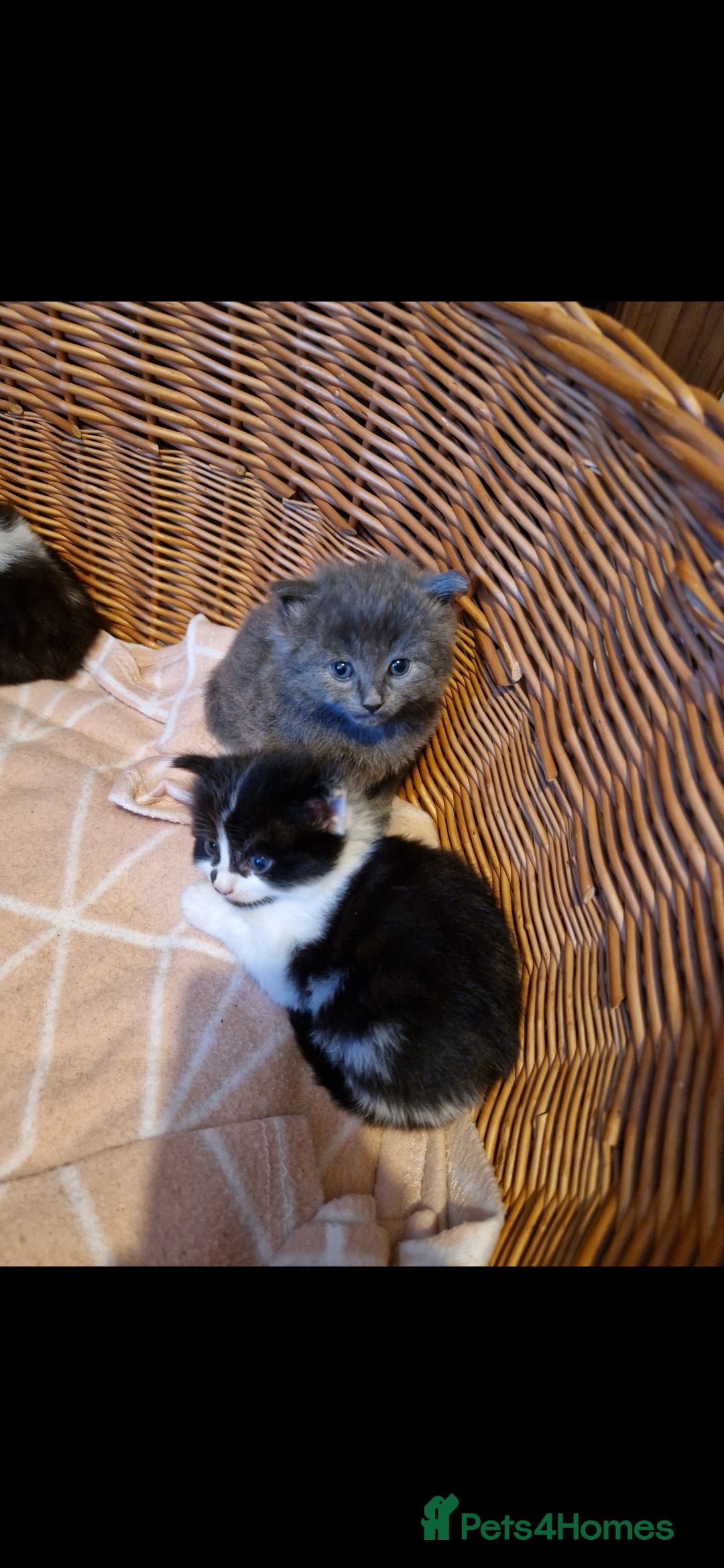 British Shorthair cats for sale: Cute kittens for sale  - Image 18