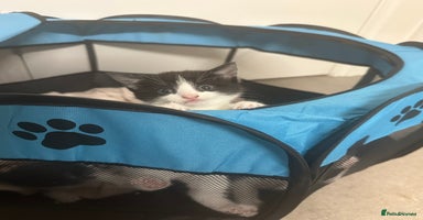 British Shorthair cats Cute Russian blue x British shorthair kittens  - Advert 8