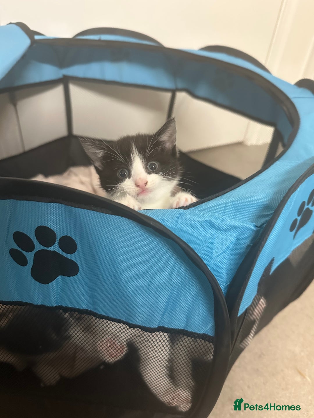 British Shorthair cats for sale: Cute Russian blue x British shorthair kittens  - Advert 3