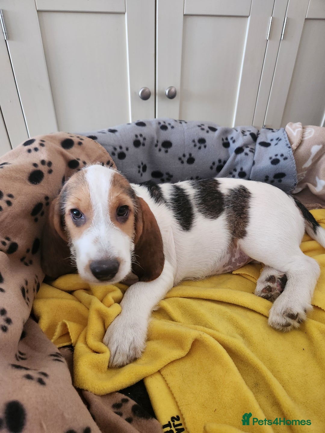 Basset Griffon Vendeen dogs for sale: Petite x English  - Advert 9