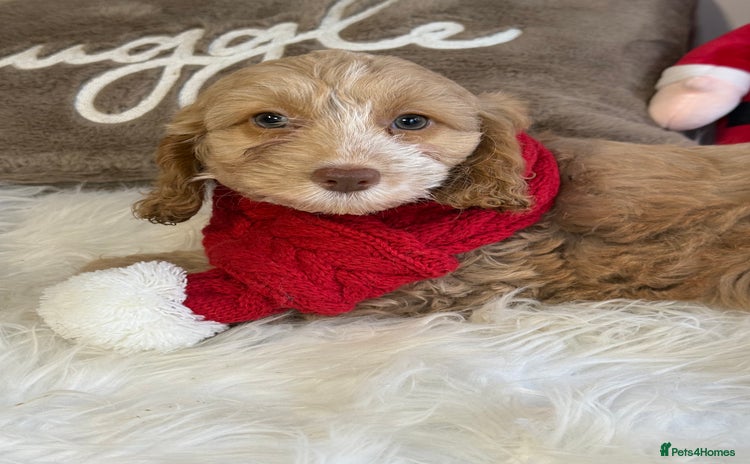 Cockapoo dogs - Advert 1