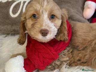 Cockapoo dogs F1 Cockapoo’s - Advert 2