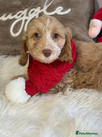 Cockapoo dogs - Advert 1