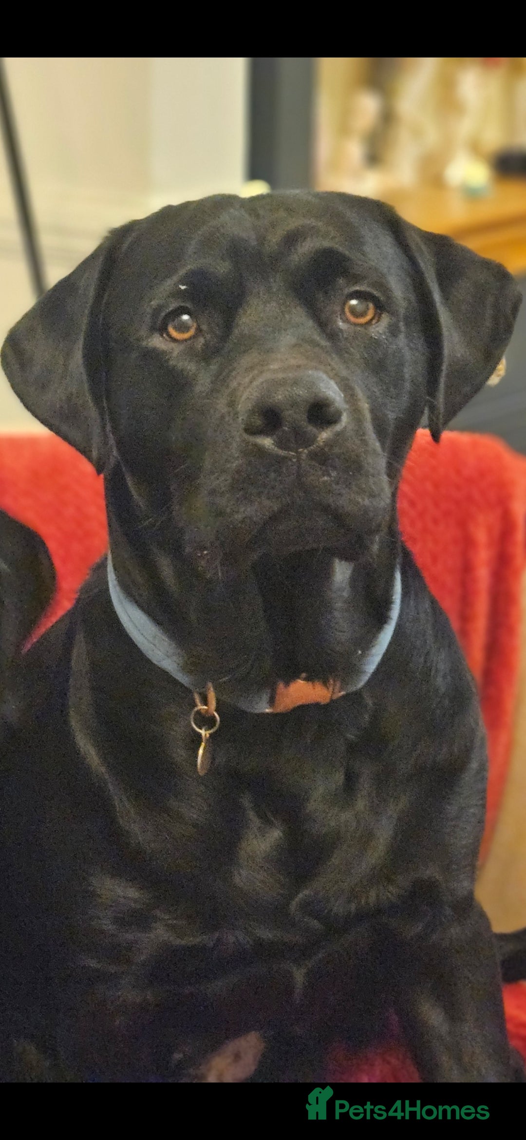 Mixed Breed dogs Rottador for stud - Advert 1