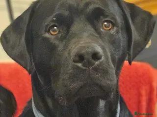 Mixed Breed dogs Rottador for stud - Advert 1