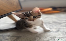 Mixed Breed cats for sale: 6 beautiful and playful mixed Mainecoon kittens - Image 5