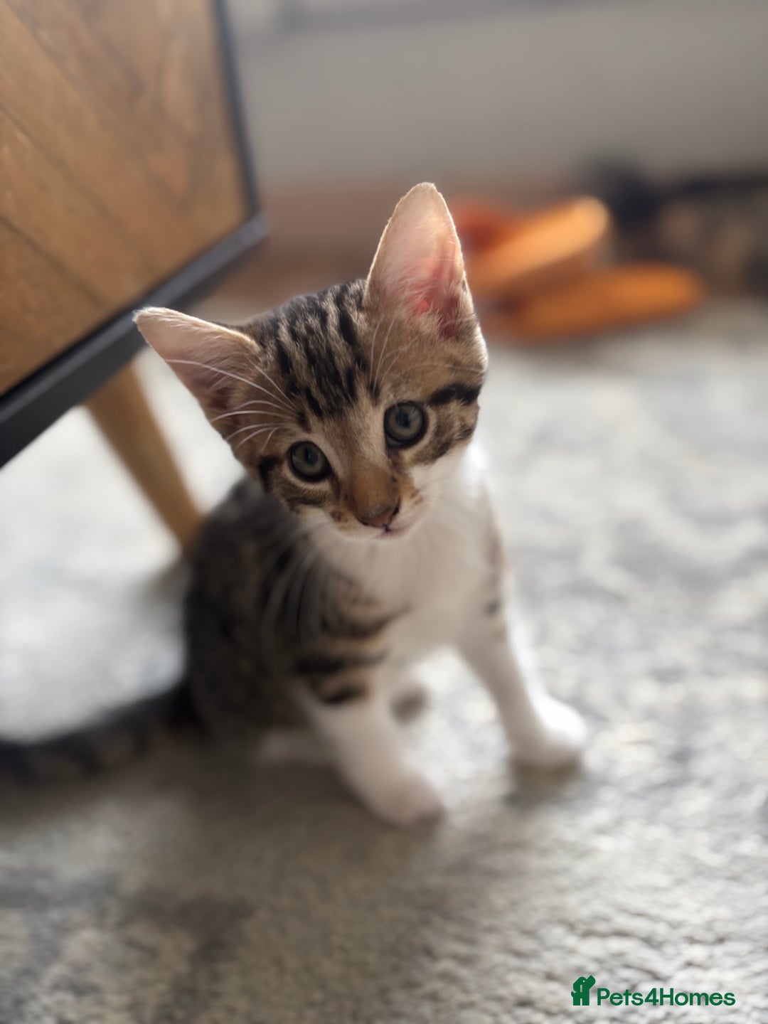 Mixed Breed cats for sale: 6 beautiful and playful mixed Mainecoon kittens - Image 5
