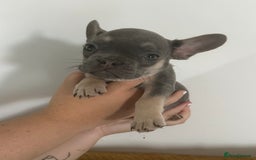 French Bulldog dogs for sale: French Bulldog Fur Babies  - Image 10