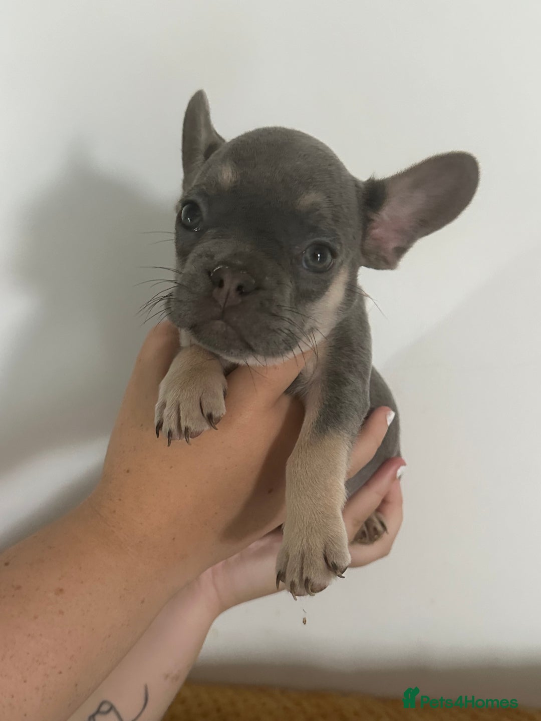 French Bulldog dogs for sale: French Bulldog Fur Babies  - Image 10