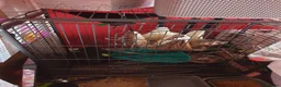 Ferret rodents for sale: Male hob with cage  - Advert 1